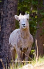 Big horn sheep