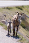 Big horn sheep and baby!